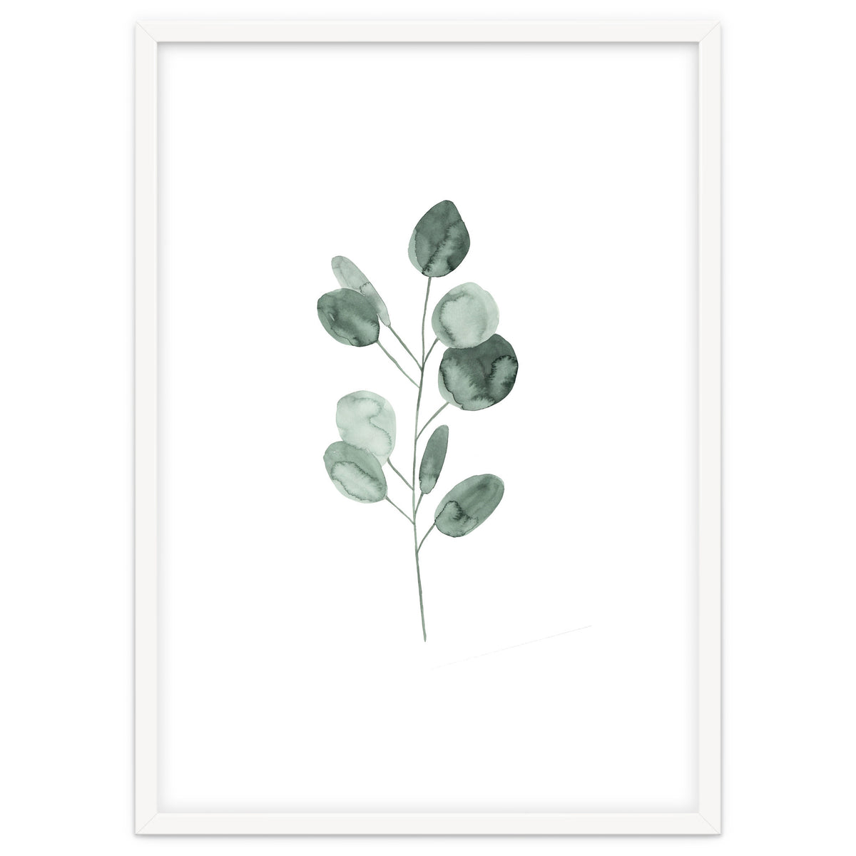 Botanical Illustration Eukalyptus2