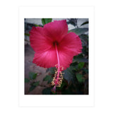 Beautiful Hibiscus Flora (Print Only) thumbnail