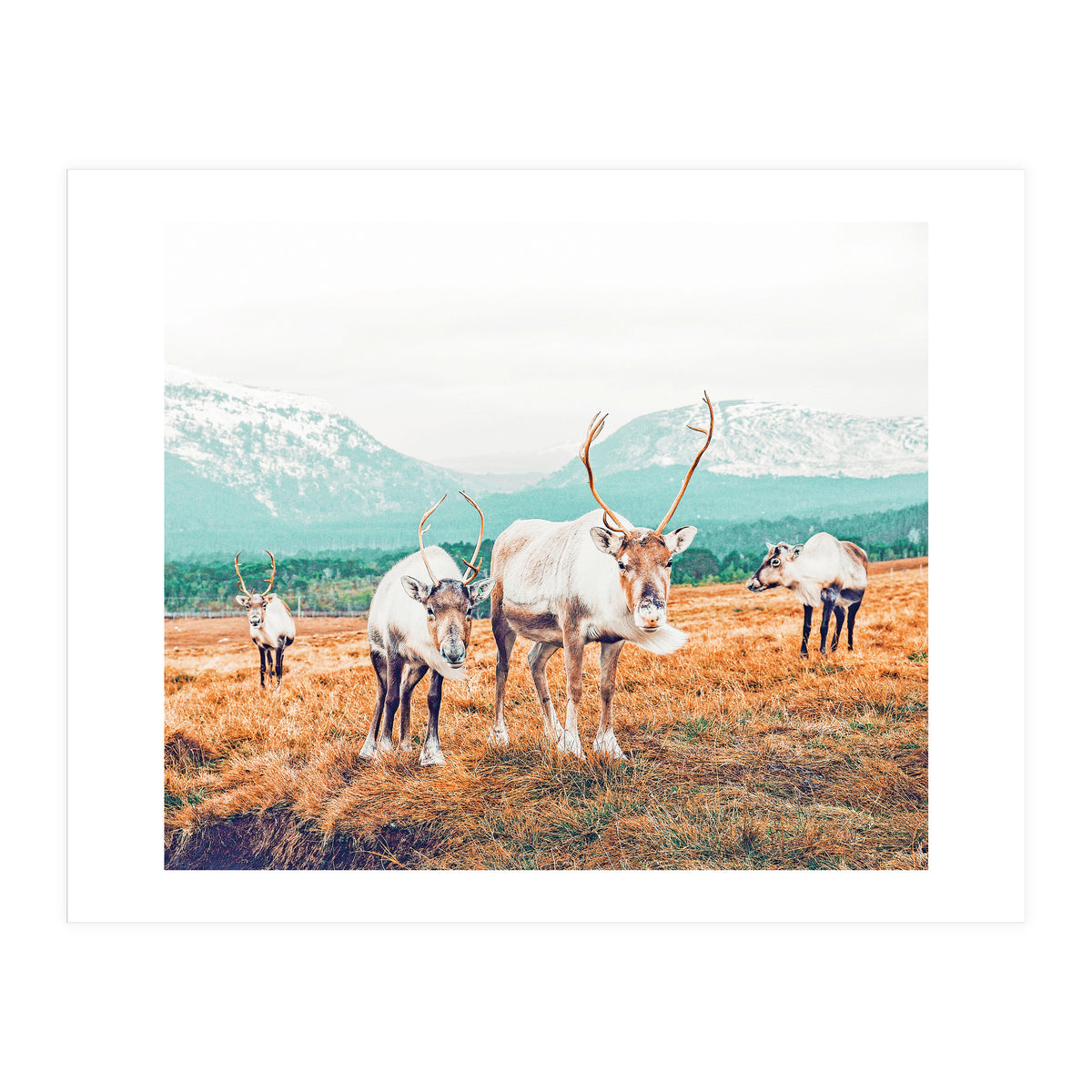 Curious Winter (Print Only)