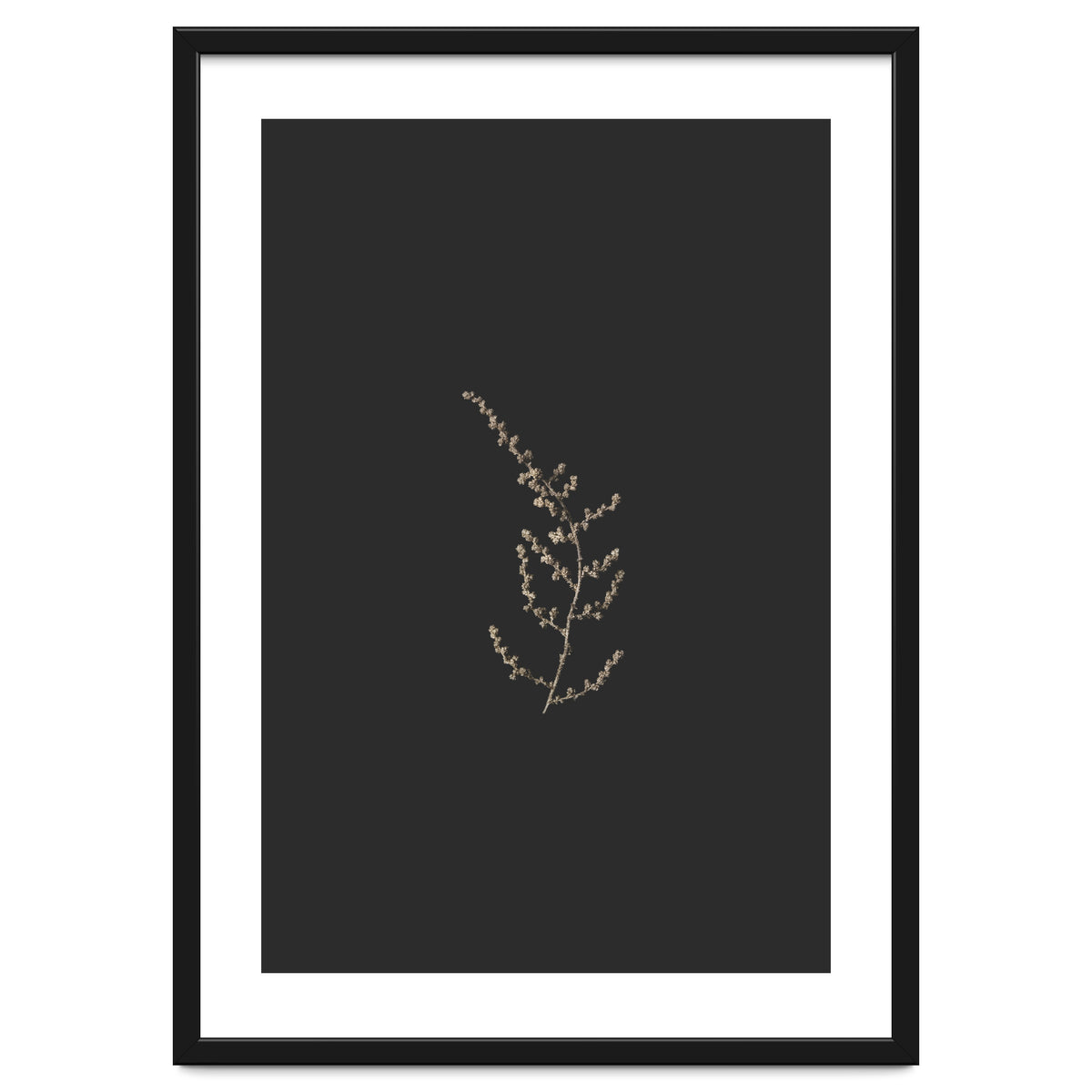 Delicate Golden Fynbos Botanicals on Black