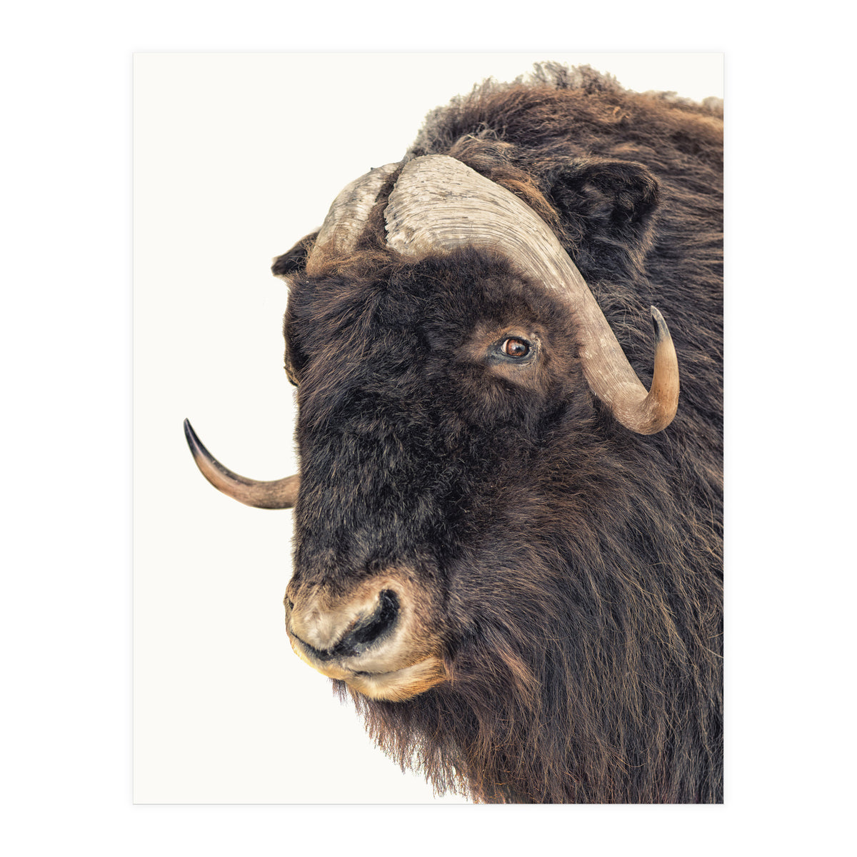 Cc Animal 02 (Print Only)