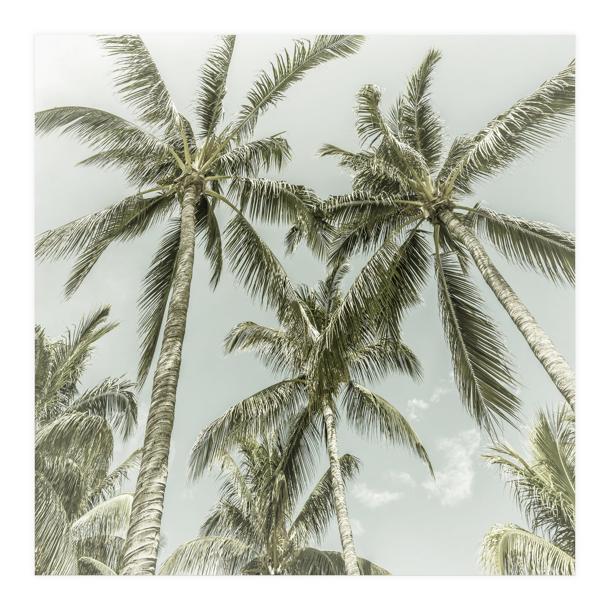 Lovely Palm Trees | Vintage (Print Only)