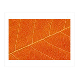 Autumn Leaf (Print Only) thumbnail