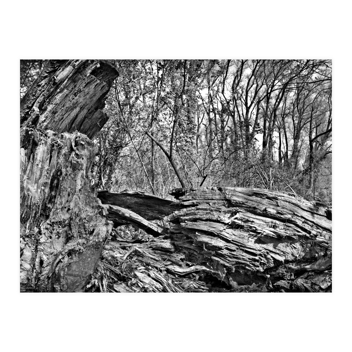 Rotten wood (Print Only)