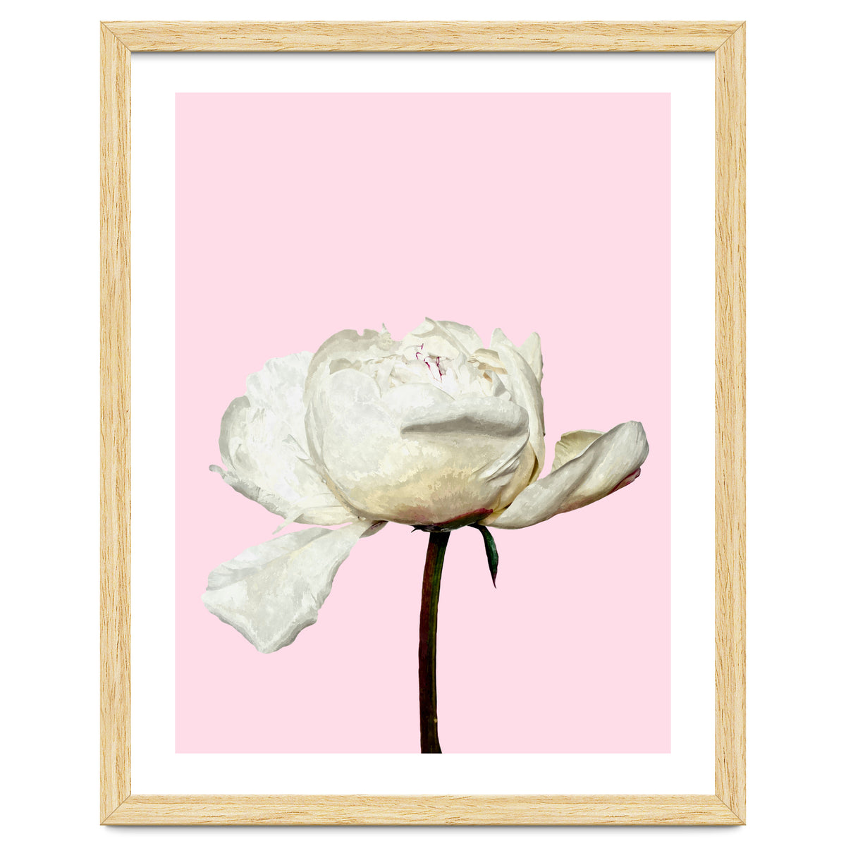 White Peony Pink Background