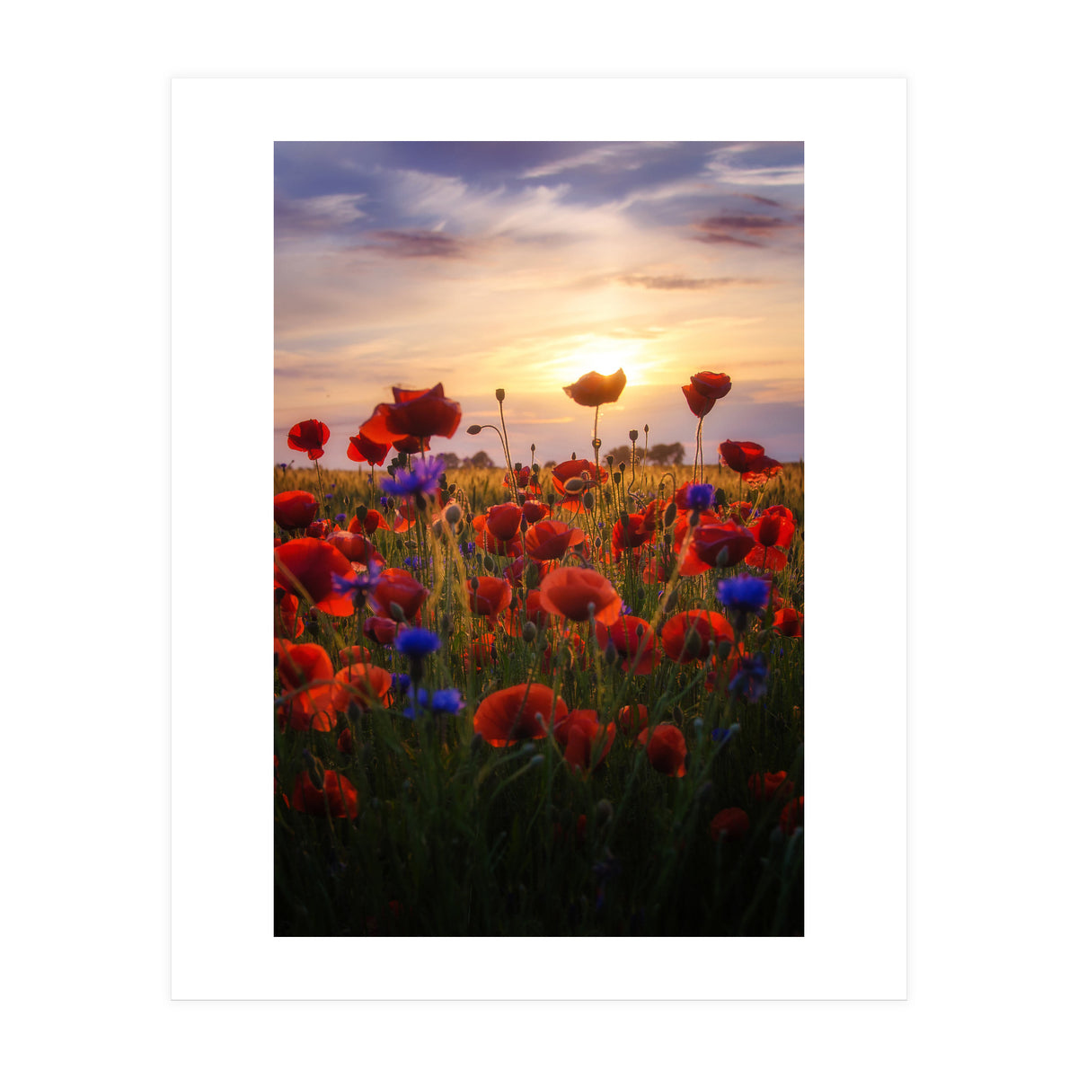 Poppiesfield at Sunrise (Print Only)