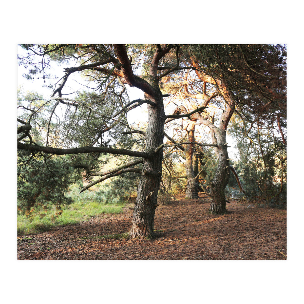 Pine Trees (Print Only)