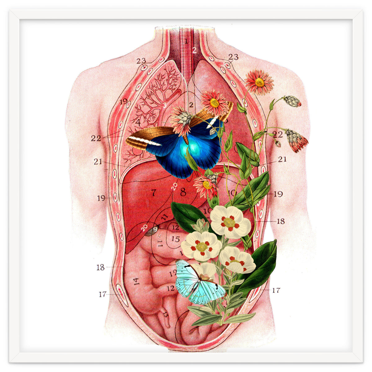 Butterflys In The Belly Makes Flower Grows