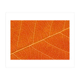 Autumn Leaf (Print Only) thumbnail