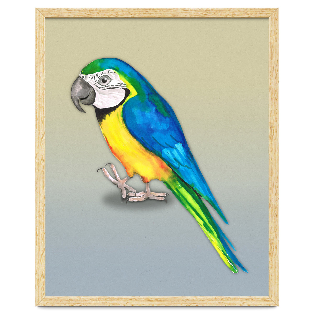 Blue and yellow macaw