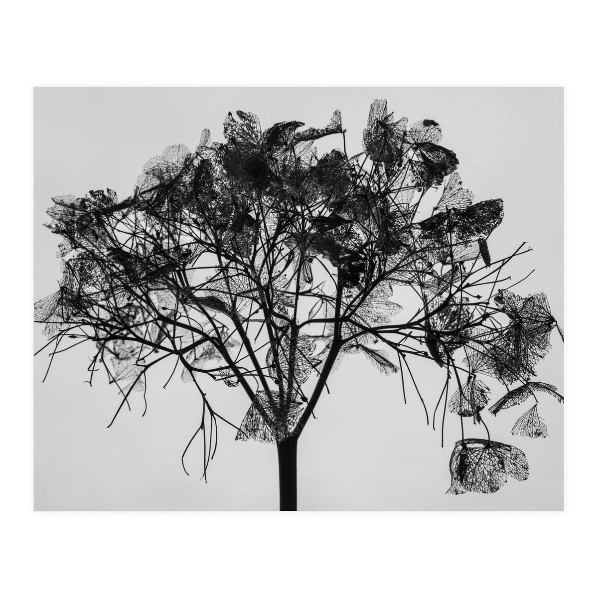 Hydrangea flower head (Print Only)