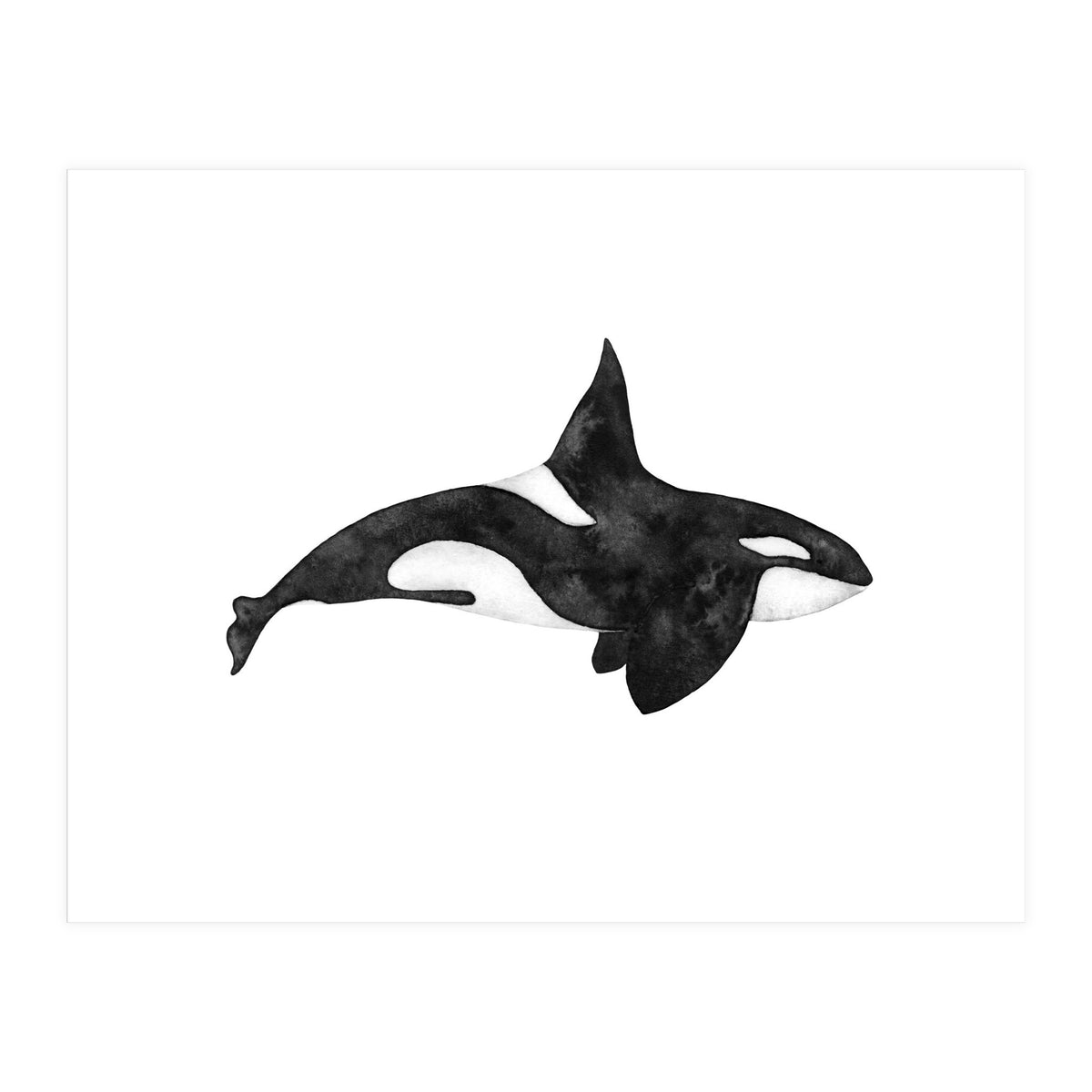 Orca (Print Only)