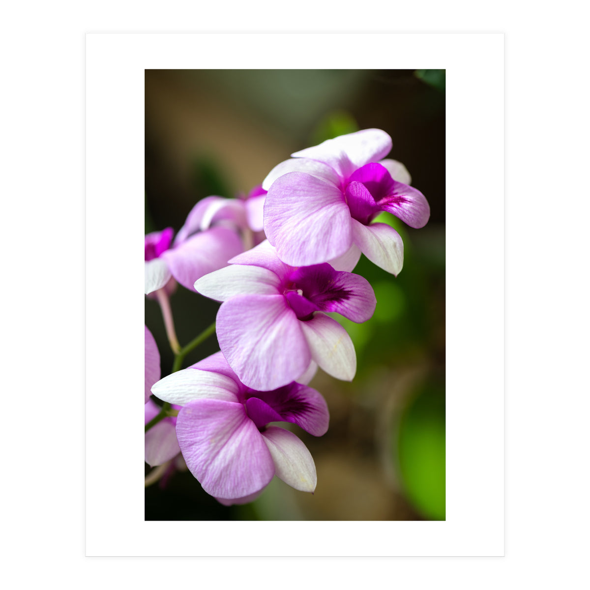 Orchidee (Print Only)