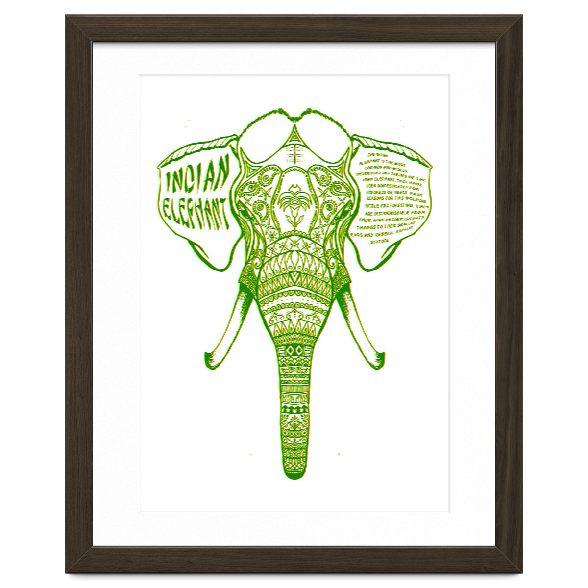 Indian Elephant
