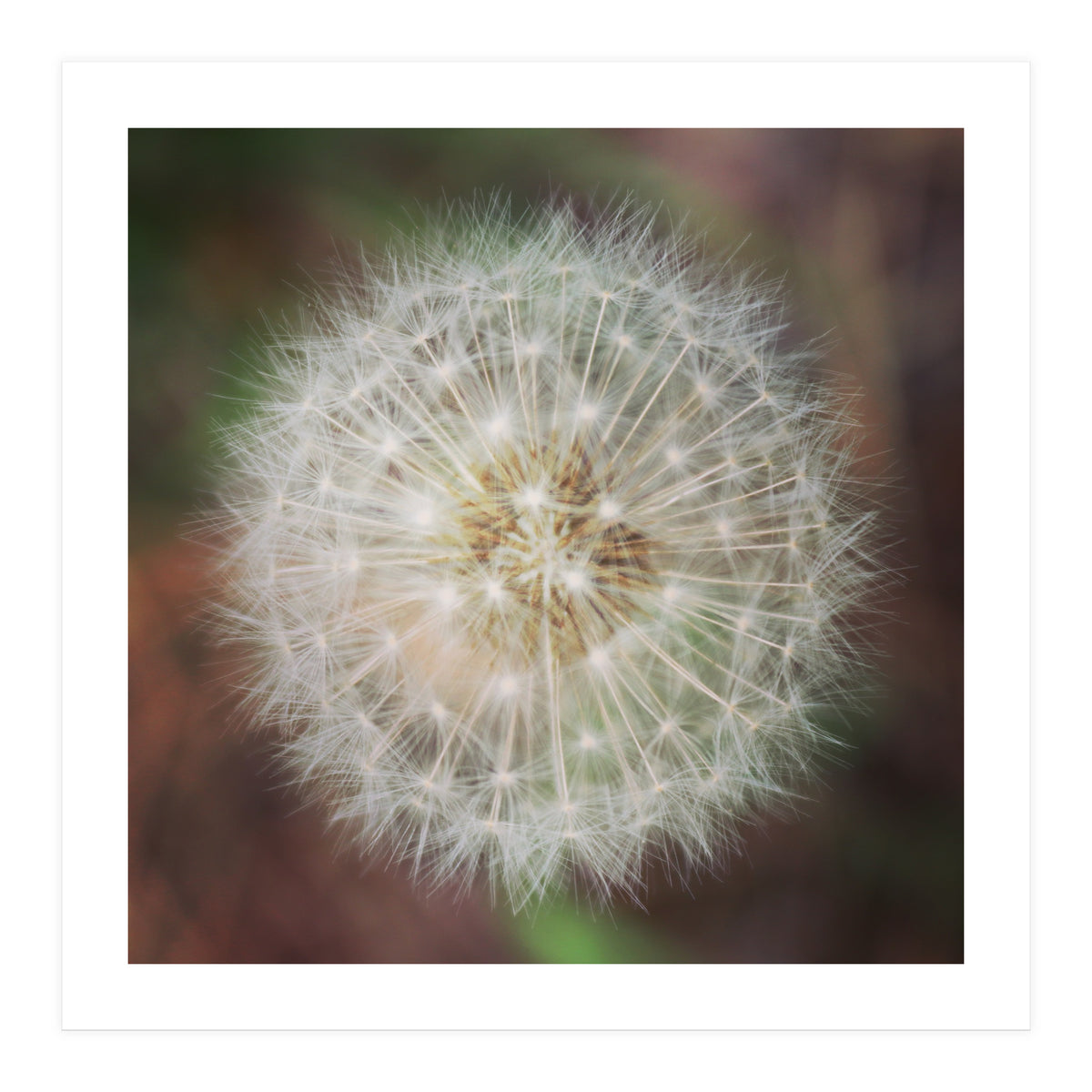 dandelion clock (Print Only)