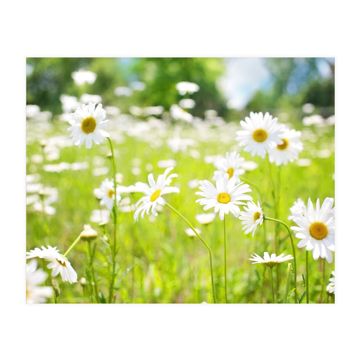 Flowers (Print Only)