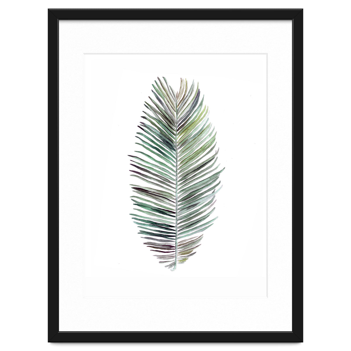 Botanical Illustration Cocos Palm