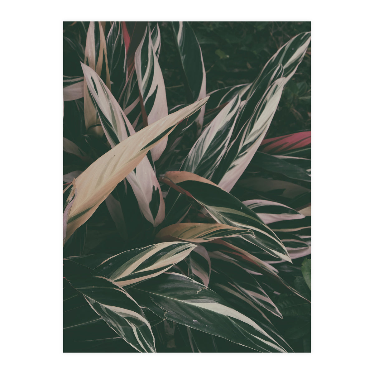 MARANTA LEAVES (Print Only)