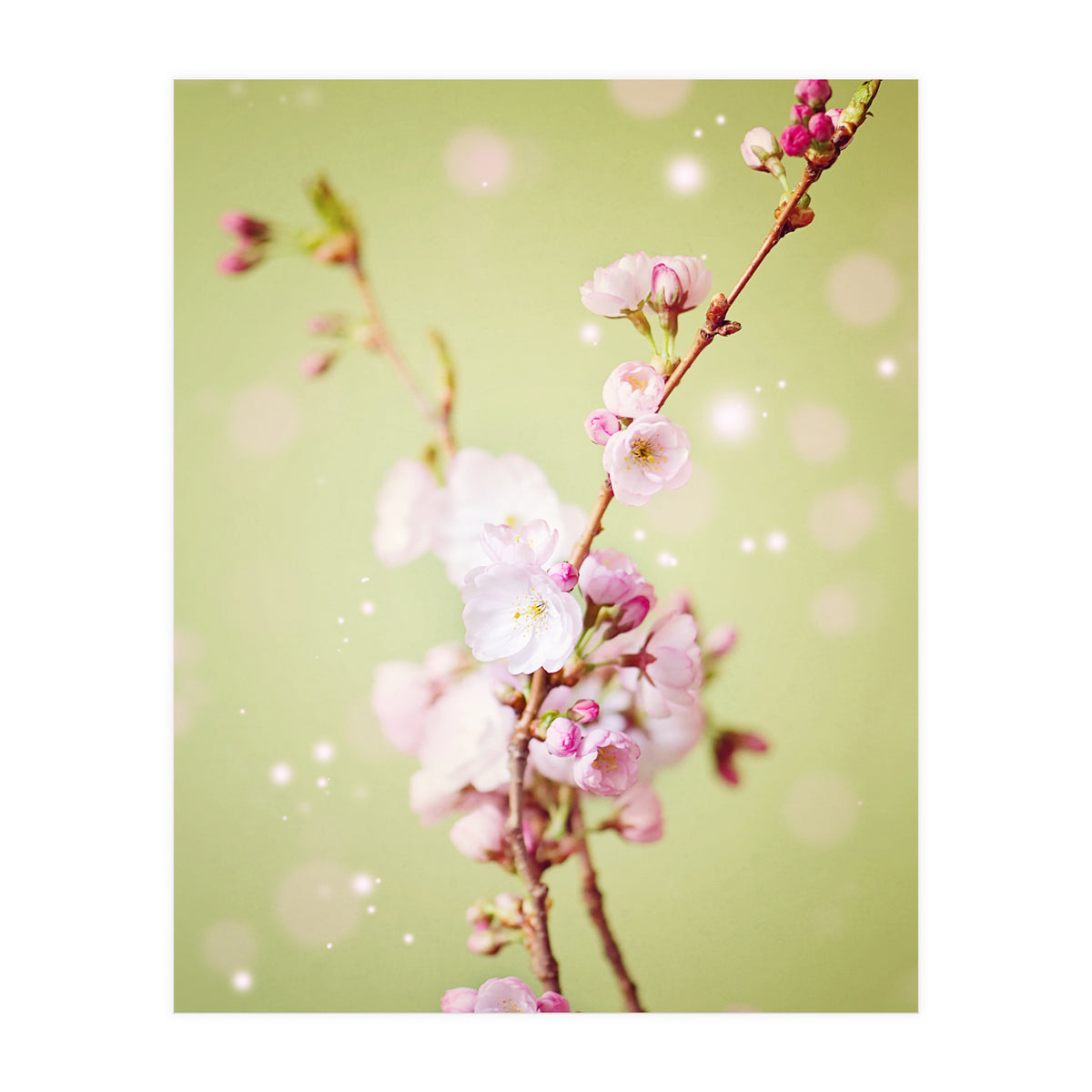 Springflowers (Print Only)