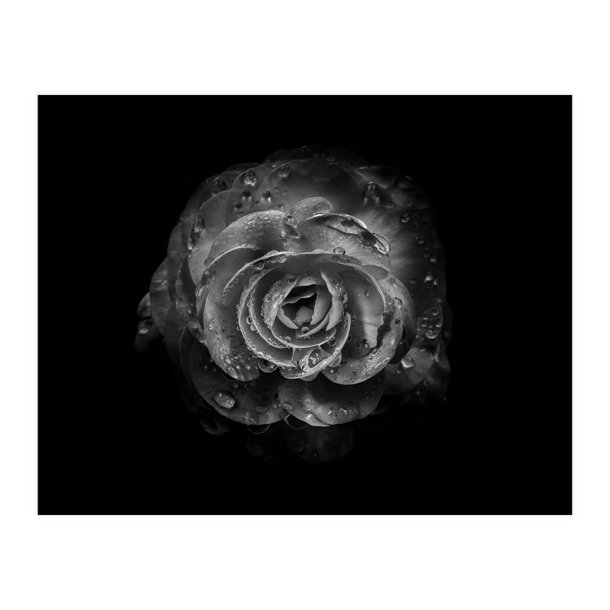 Backyard Flowers In Black And White No 64 (Print Only)