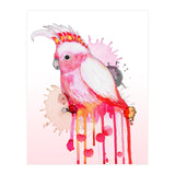 Major Mitchell's cockatoo (Print Only) thumbnail