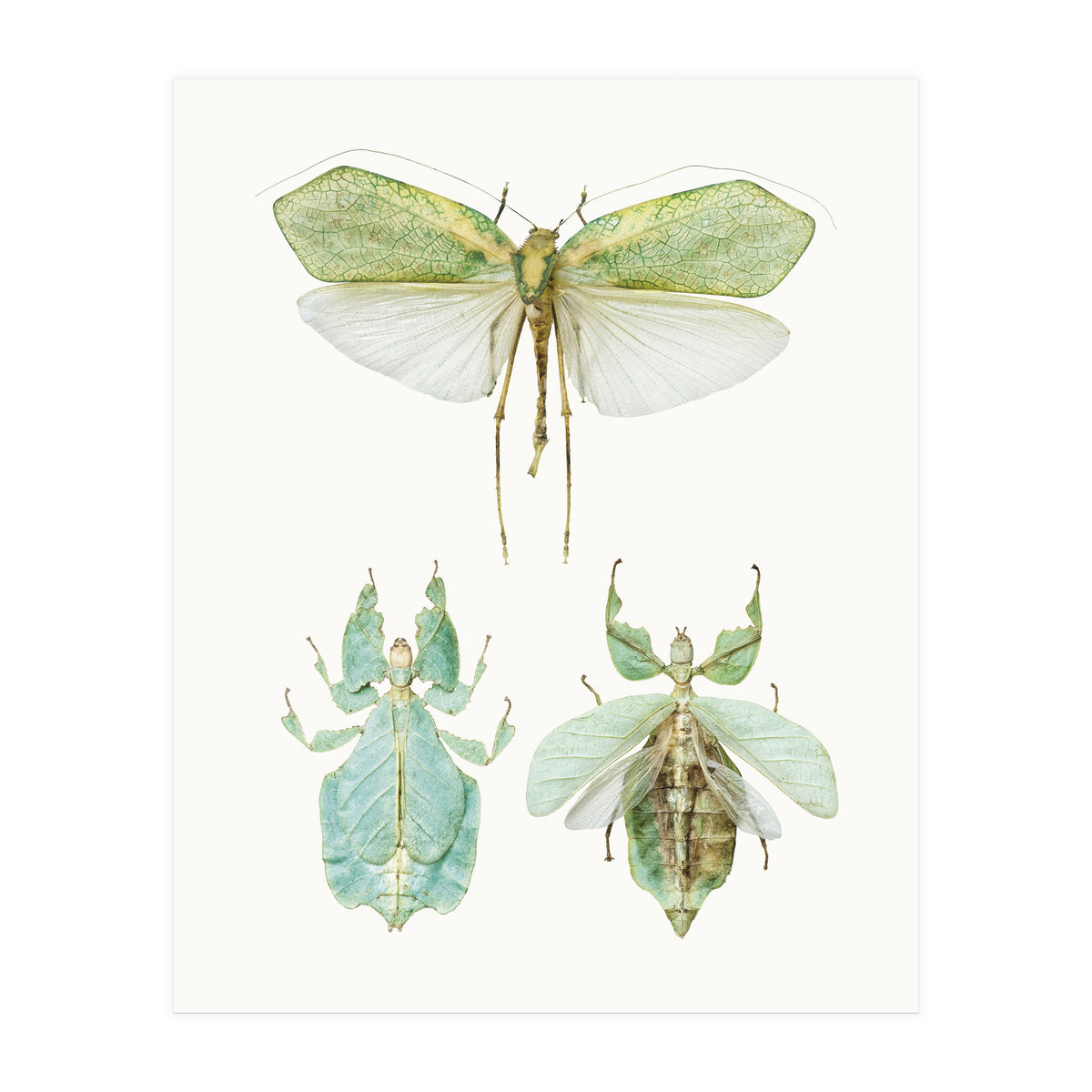 Cc Insects 07 (Print Only)