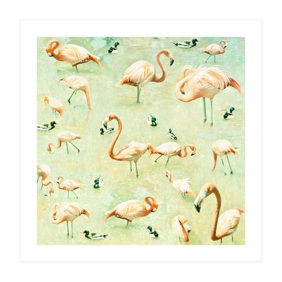 Flamingos (Print Only)