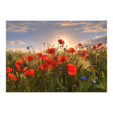 Poppies Light (Print Only) thumbnail