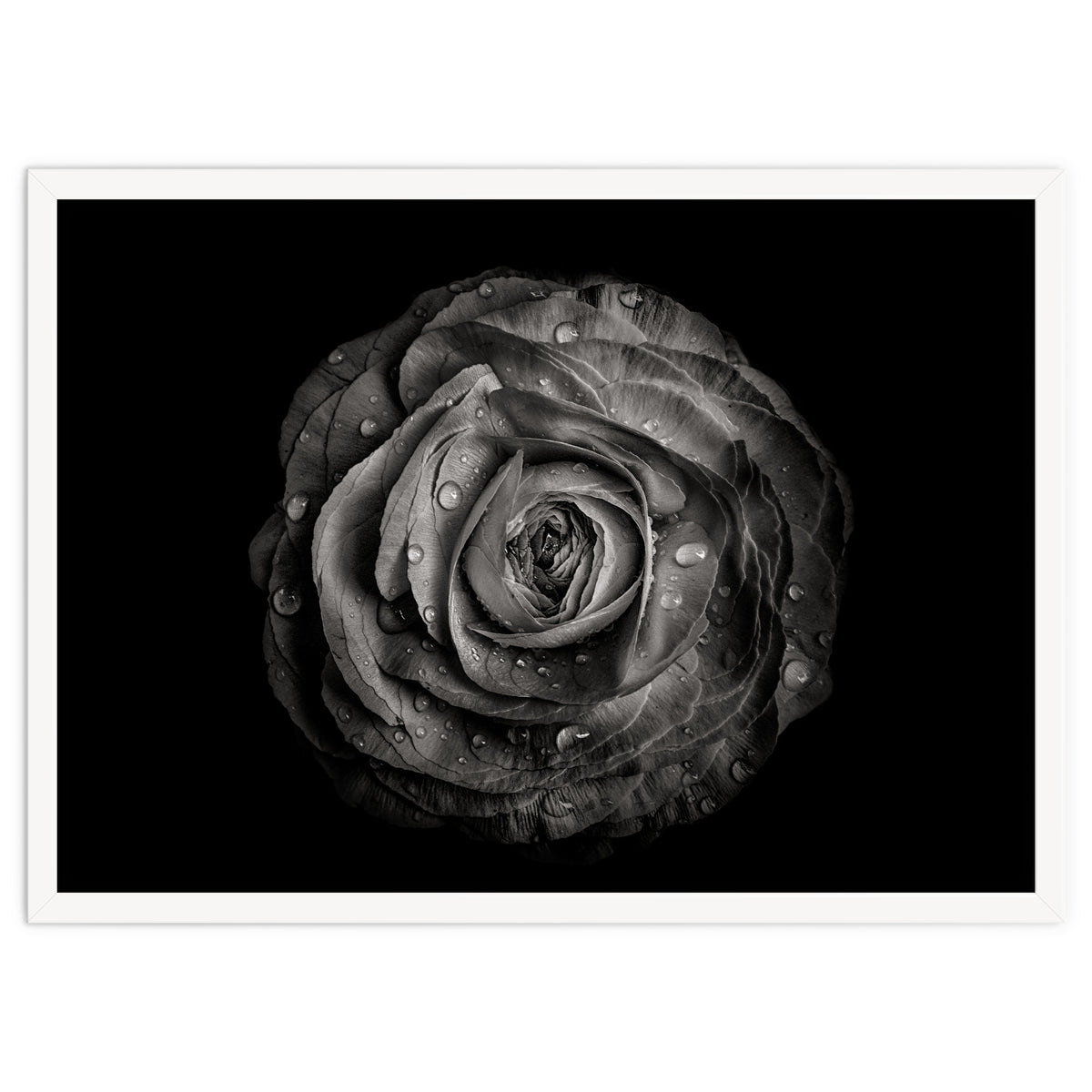 Backyard Flowers In Black And White 72