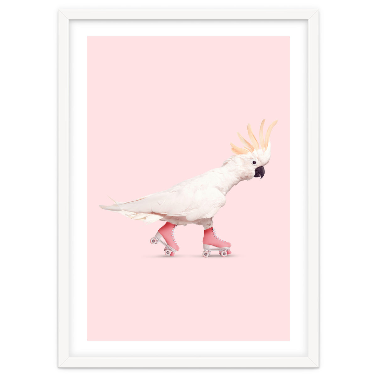 Rollerskating Cockatoo