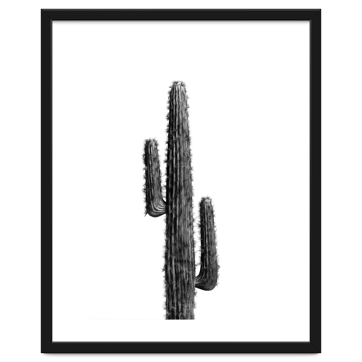 Cactus Black and White 01