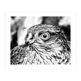 Peregrine  (Print Only) thumbnail