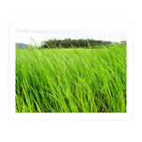 In the Tall Grass (Print Only) thumbnail