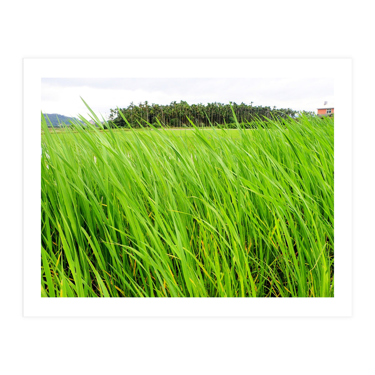 In the Tall Grass (Print Only)