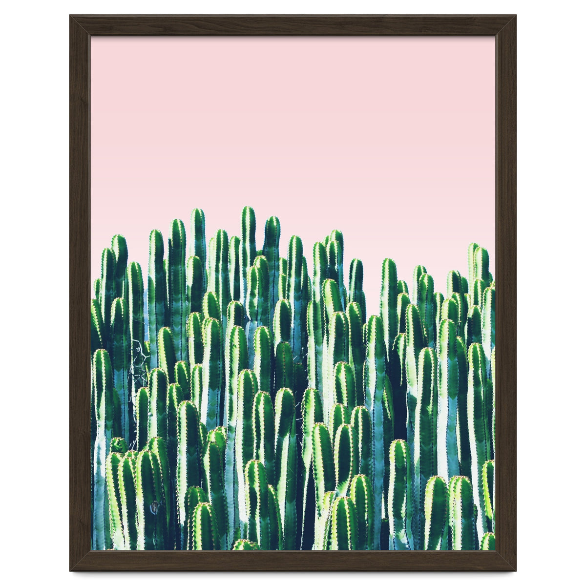 Cactus & Sunset II