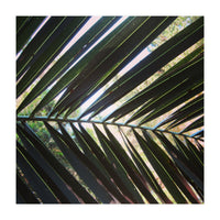 Palm leaf (Print Only)