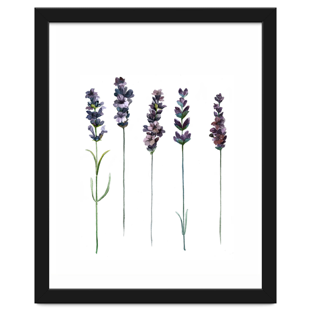 Botanical Illustration Lavender