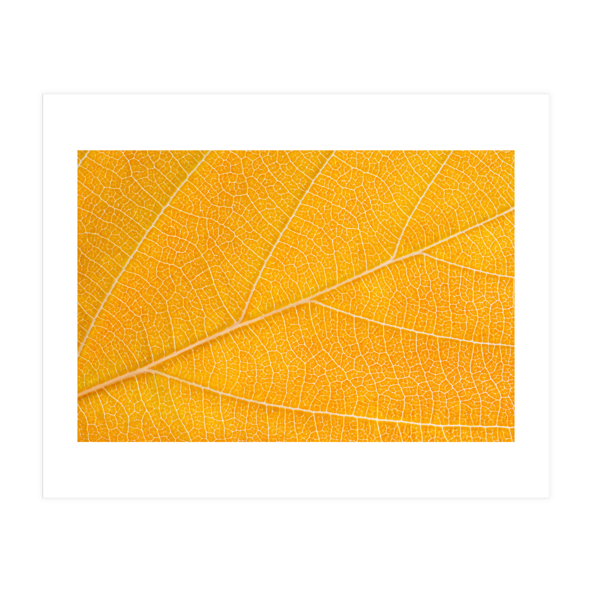 Autumn Leaf  (Print Only)