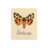 Garden tiger moth illustration (Print Only) thumbnail