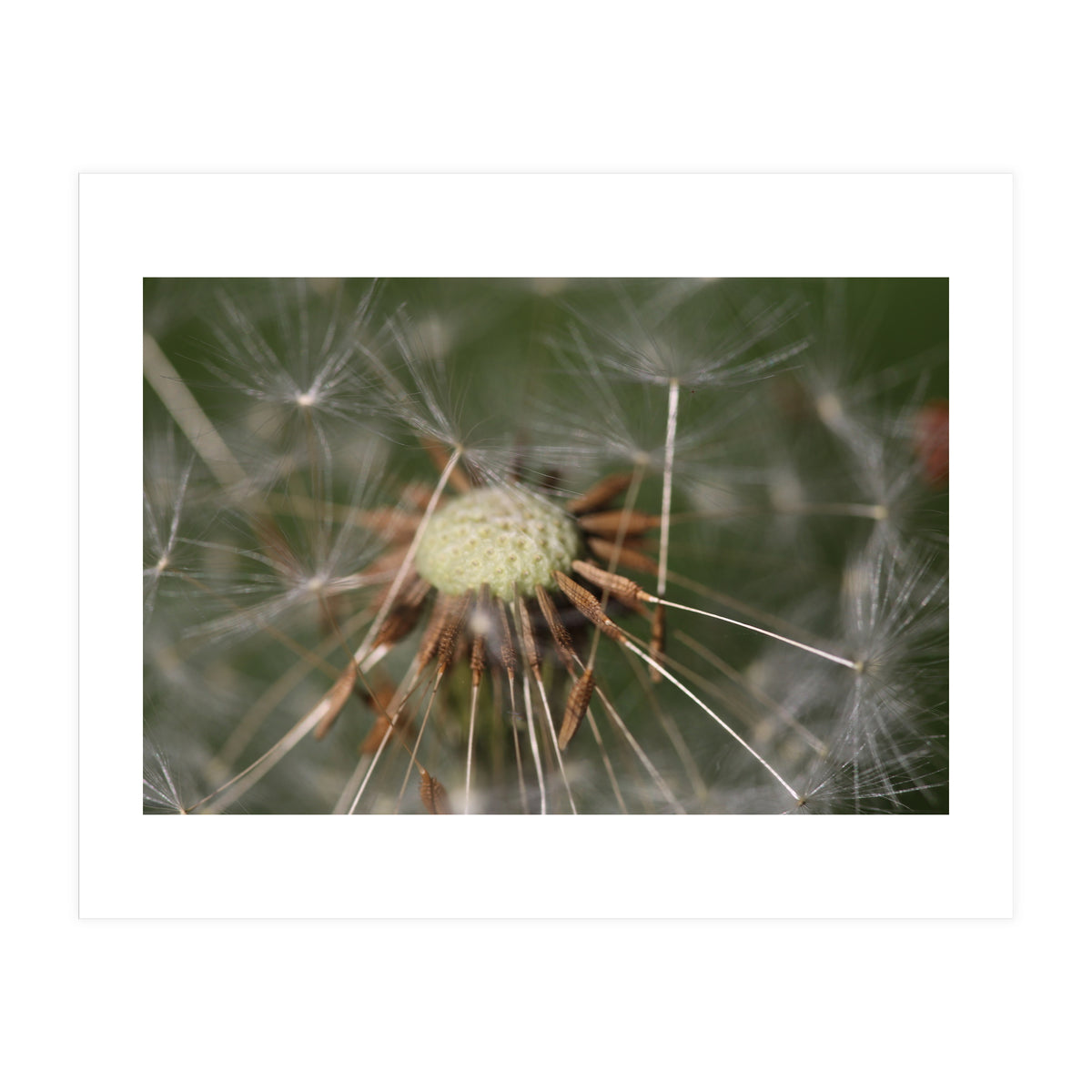 Dandelion Seeds (Print Only)