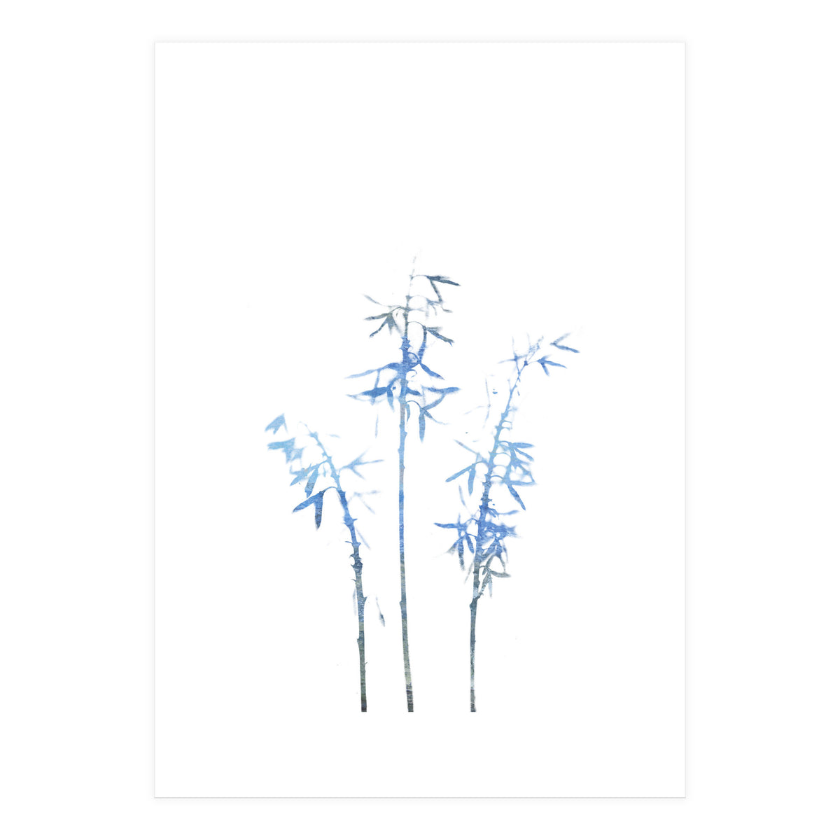Blue Hosta (Print Only)