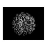 Backyard Flowers In Black And White 48 (Print Only) thumbnail