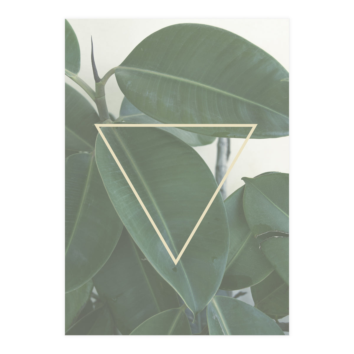 ficus triangle (Print Only)