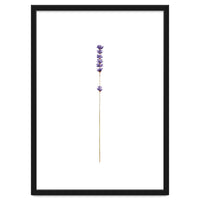 Lavender twig