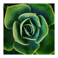 DARKSIDE OF SUCCULENTS XIII (Print Only)