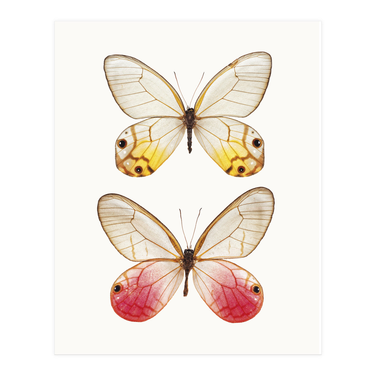 Cc Butterflies 04 (Print Only)