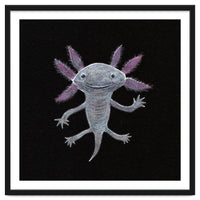 Axolotl