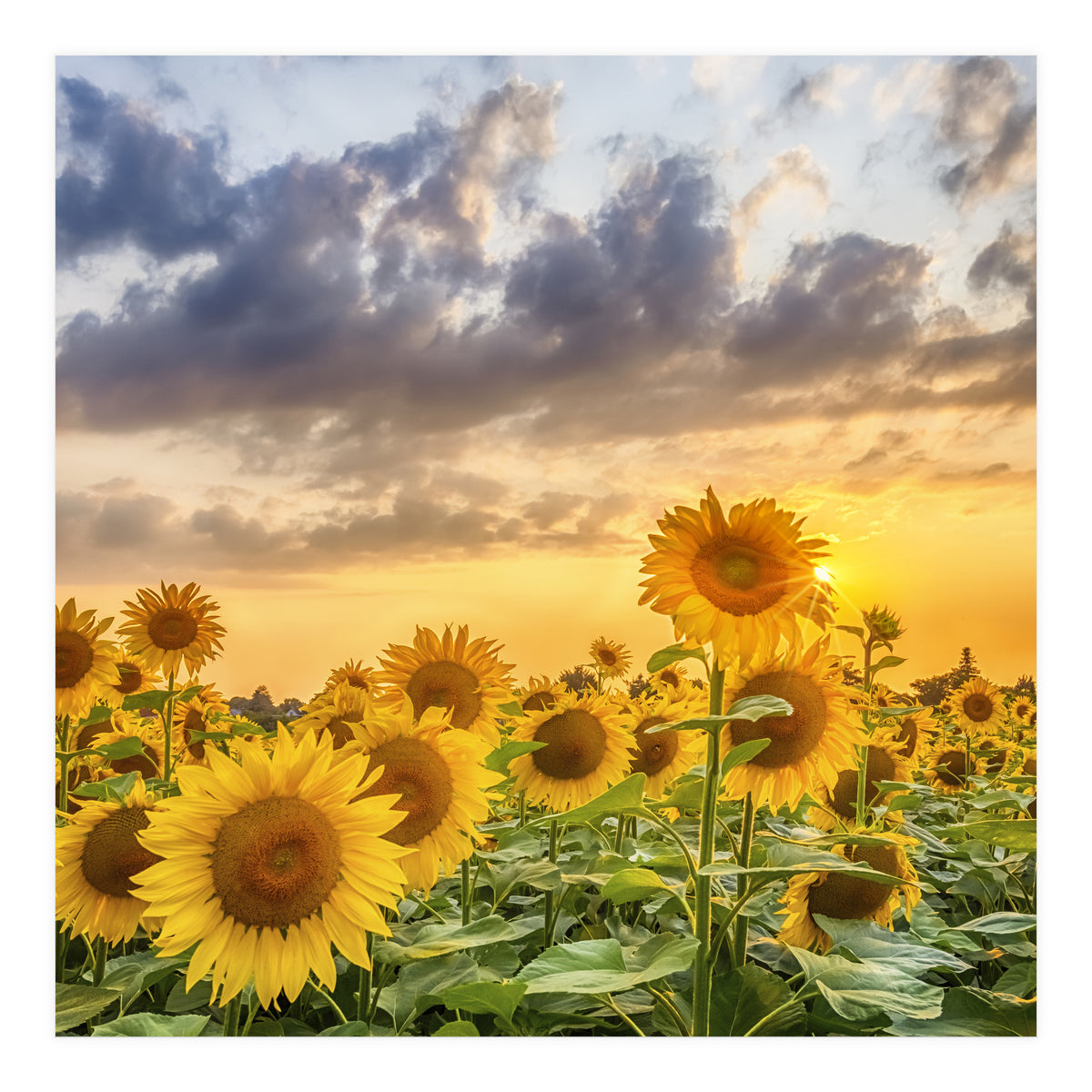 Sunflowers in sunset (Print Only)