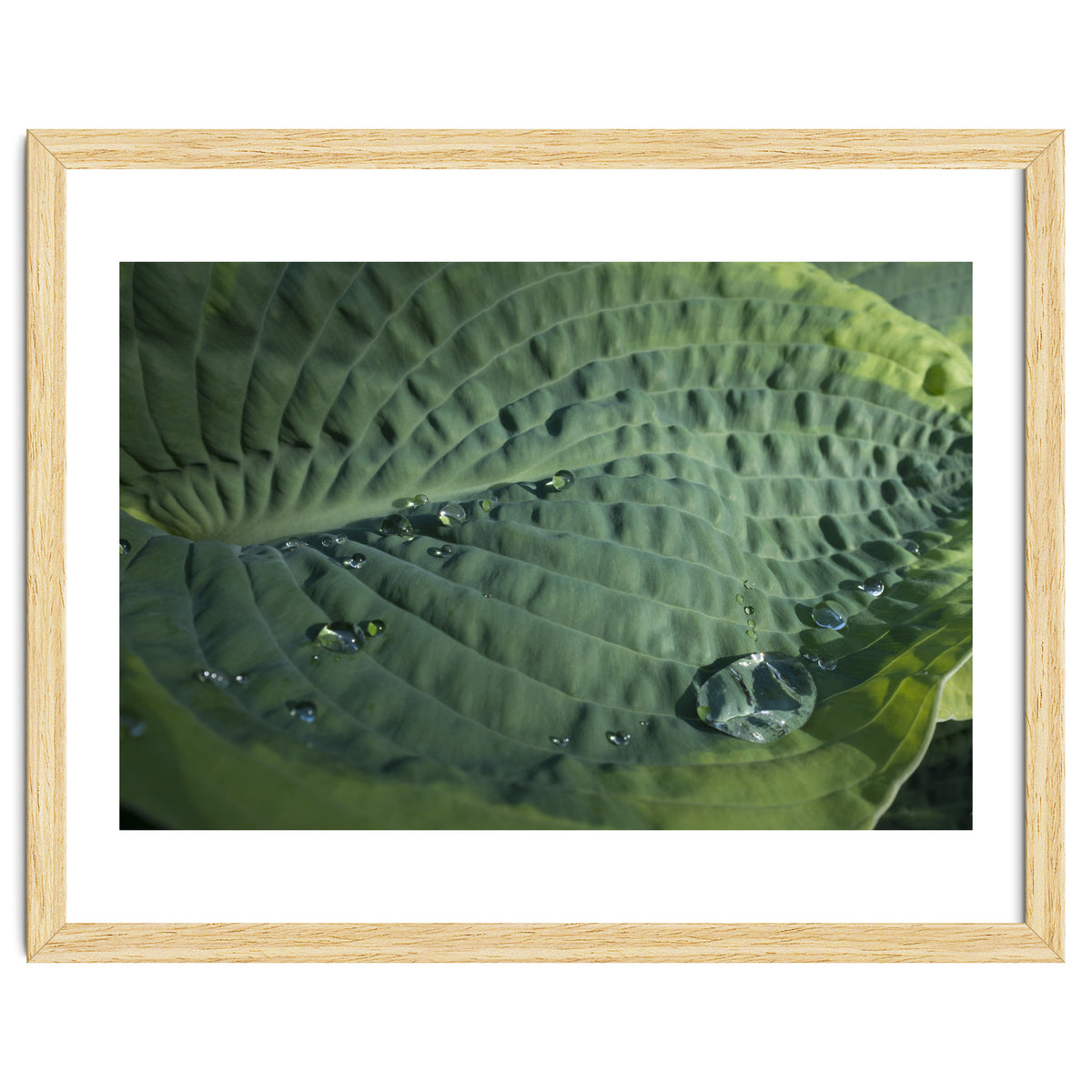 Hosta With Raindrops