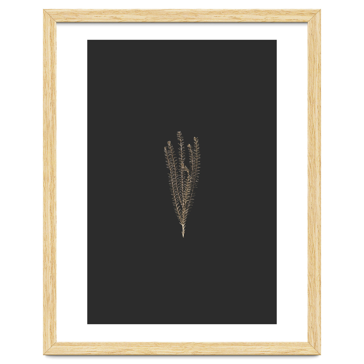 Delicate Fynbos Botanicals in Gold and Black